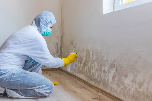 Licensed Mold Inspection service in Granville, IL - WQB Mold Removal